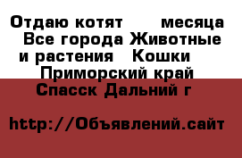 Отдаю котят. 1,5 месяца - Все города Животные и растения » Кошки   . Приморский край,Спасск-Дальний г.